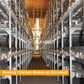 Qingdao Tianrui Automatik H Typ Fleisch Broiler Chicken Cage zum Verkauf